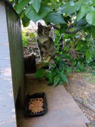 Found/Stray Unknown Cat last seen Park st, Hartford, CT 06106