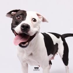 Shelter Stray Female Dog last seen , 3607 N Armenia Ave, Tampa, FL 33607, USA