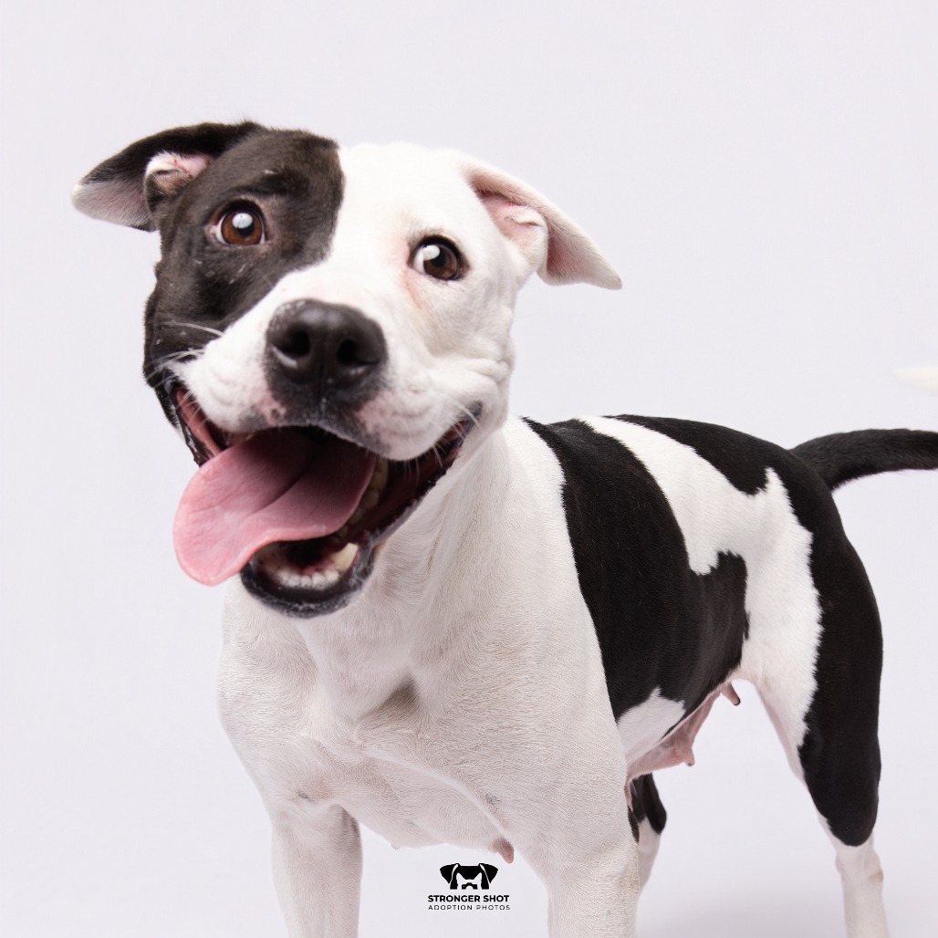Shelter Stray Female Dog last seen , 3607 N Armenia Ave, Tampa, FL 33607, USA