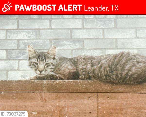 Lost Female Cat last seen Emergency Animal hosp at Crystal Falls, Leander, TX 78641