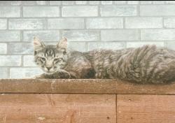 Lost Female Cat last seen Emergency Animal hosp at Crystal Falls, Leander, TX 78641