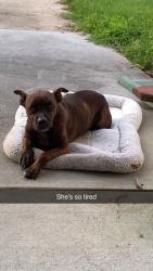 Found/Stray Female Dog last seen Upchurch Rd, Raeford, NC 28376