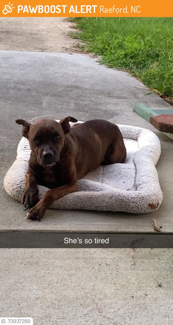 Found/Stray Female Dog last seen Upchurch Rd, Raeford, NC 28376