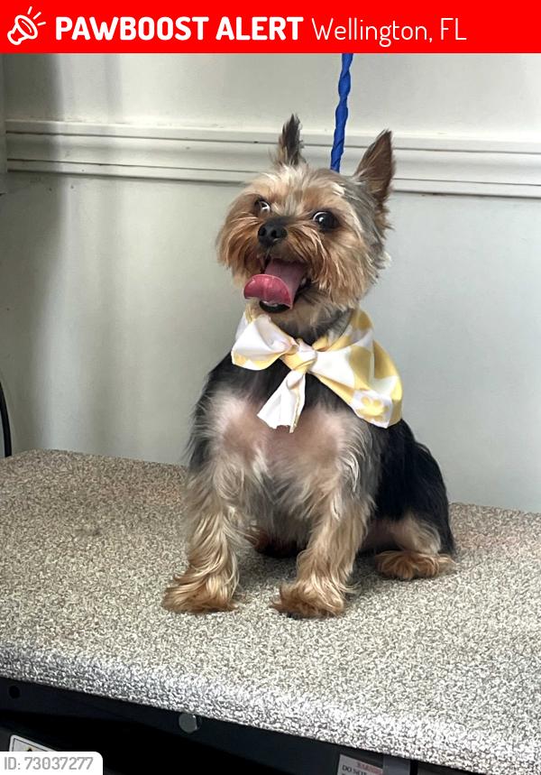 Lost Male Dog last seen Brookdale drive ,Wellington Trace ,12th Street fairway, Wellington, FL 33414