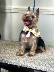 Lost Male Dog last seen Brookdale drive ,Wellington Trace ,12th Street fairway, Wellington, FL 33414