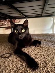 Lost Female Cat last seen N10th and Hickory, Abilene, TX 79601
