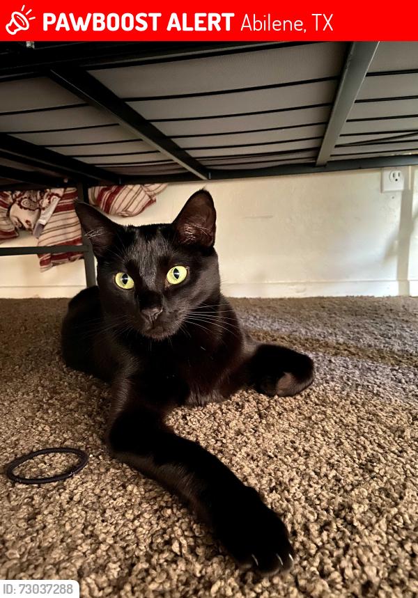 Lost Female Cat last seen N10th and Hickory, Abilene, TX 79601