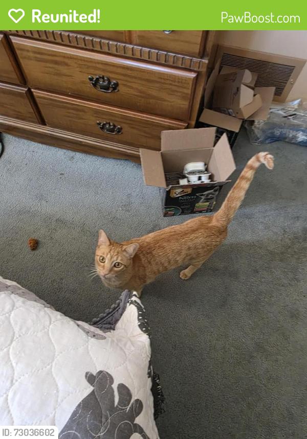 Reunited Male Cat last seen Near Hester Ave., San Jose, CA 95128