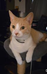 Lost Male Cat last seen Nueces TRL and Oakwood , Arlington, TX 76012
