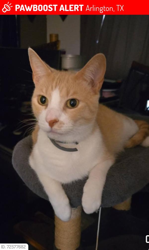 Lost Male Cat last seen Nueces TRL and Oakwood, Arlington, TX 76012