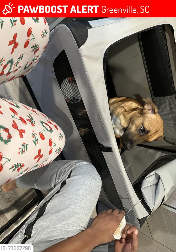 Lost Male Dog last seen Berry St. Greenville sc, Greenville, SC 29605