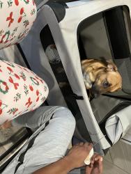 Lost Male Dog last seen Berry St. Greenville sc, Greenville, SC 29605