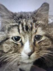 Lost Male Cat last seen 15th Ave ne and u university Ave. Ne, Minneapolis, MN 55413