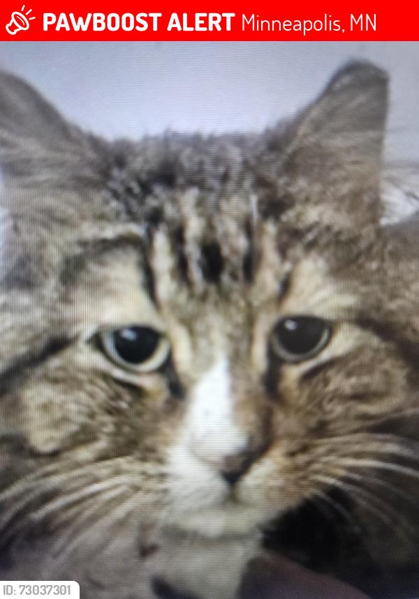 Lost Male Cat last seen 15th Ave ne and u university Ave. Ne, Minneapolis, MN 55413