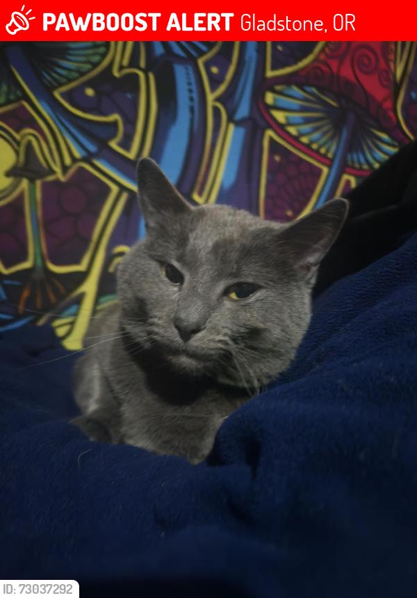 Lost Male Cat last seen Glen Echo, Abernathy , Gladstone, OR 97027