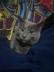 Lost Male Cat last seen Glen Echo, Abernathy , Gladstone, OR 97027