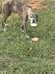 Found/Stray Unknown Dog last seen Dogwood Acres Subdivision heading toward Hodges Bend Road, Sevierville, TN 37876