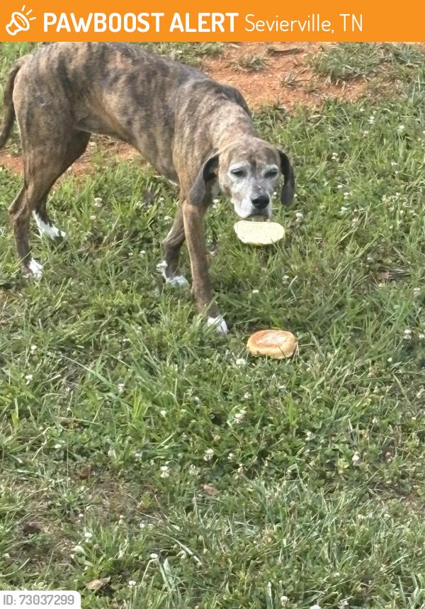 Found/Stray Unknown Dog last seen Dogwood Acres Subdivision heading toward Hodges Bend Road, Sevierville, TN 37876