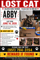 Lost Female Cat last seen Honey Hollow and Toucan pl, Moreno Valley, CA 92557