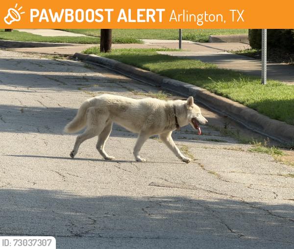 Found/Stray Unknown Dog last seen Robinson Ln, Arlington, TX 76012