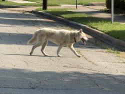 Found/Stray Unknown Dog last seen Robinson Ln, Arlington, TX 76012
