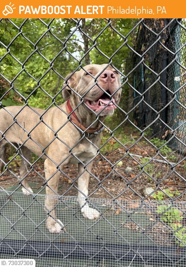 Found/Stray Unknown Dog last seen Ridge Ave- Gustine Rec Center/LEGACY Tennis Back lot in bush area., Philadelphia, PA 19129