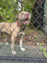 Found/Stray Unknown Dog last seen Ridge Ave- Gustine Rec Center/LEGACY Tennis Back lot in bush area., Philadelphia, PA 19129