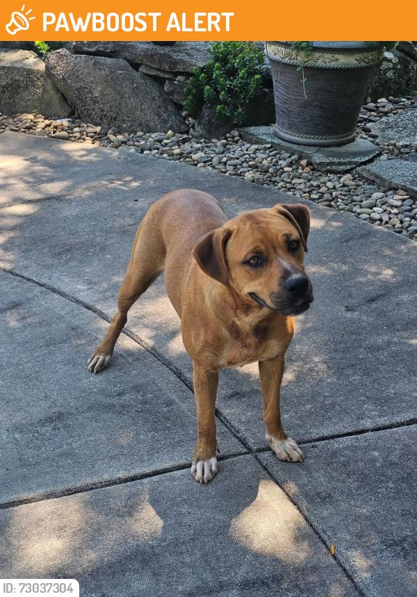 Found/Stray Female Dog last seen Post Rd and Old Mountain, Randolph County, NC 27360