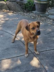 Found/Stray Female Dog last seen Post Rd and Old Mountain, Randolph County, NC 27360