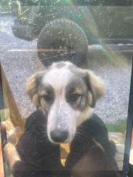 Found/Stray Male Dog last seen Old humble mill, Asheboro, NC 27205
