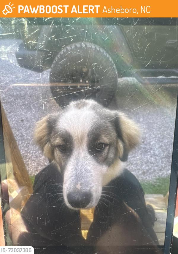 Found/Stray Male Dog last seen Old humble mill, Asheboro, NC 27205