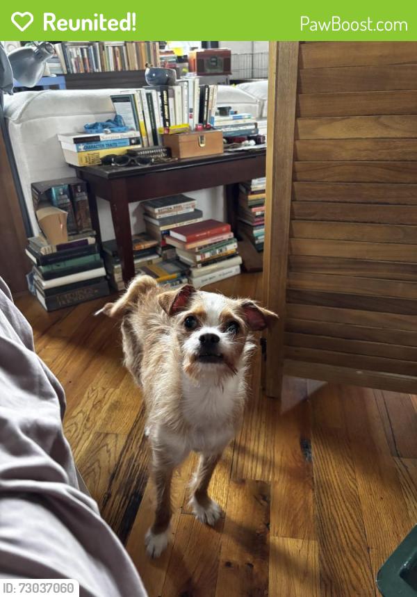 Reunited Female Dog last seen Ruth st and Orleans st, Philadelphia, PA 19134