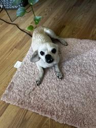 Found/Stray Female Dog last seen Foster bridge and PerryIs , Bell Gardens, CA 90201