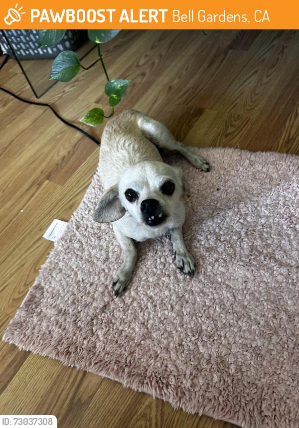 Found/Stray Female Dog last seen Foster bridge and PerryIs , Bell Gardens, CA 90201