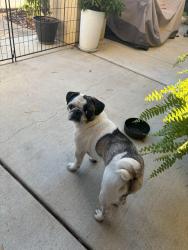 Reunited Male Dog last seen Lakeshore Drive near Lake Park St, Lake Elsinore, CA 92530