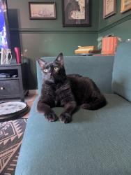 Lost Male Cat last seen Brooke Rd- ran through yards toward Sharpsburg Lane in Cannon Ridge subdivision, Falmouth, VA 22405