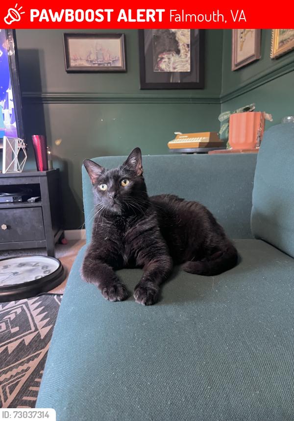 Lost Male Cat last seen Brooke Rd- ran through yards toward Sharpsburg Lane in Cannon Ridge subdivision, Falmouth, VA 22405