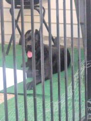 Lost Male Dog last seen Huffmeister , Houston, TX 77095