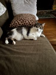 Lost Male Cat last seen Lowell street and woodland rd, Wilmington, MA 01887