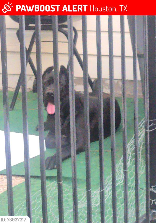 Lost Male Dog last seen Huffmeister , Houston, TX 77095