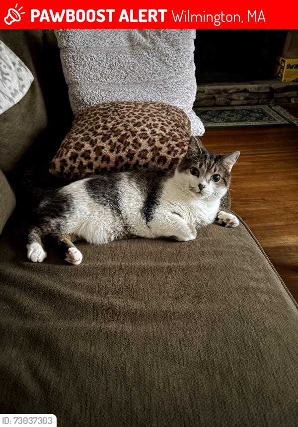 Lost Male Cat last seen Lowell street and woodland rd, Wilmington, MA 01887