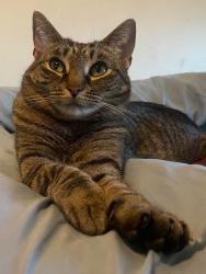 Lost Female Cat last seen Church rd area, Dundalk, MD 21222