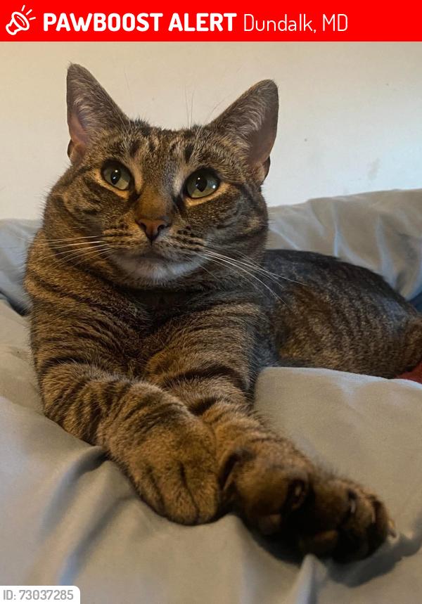 Lost Female Cat last seen Church rd area, Dundalk, MD 21222