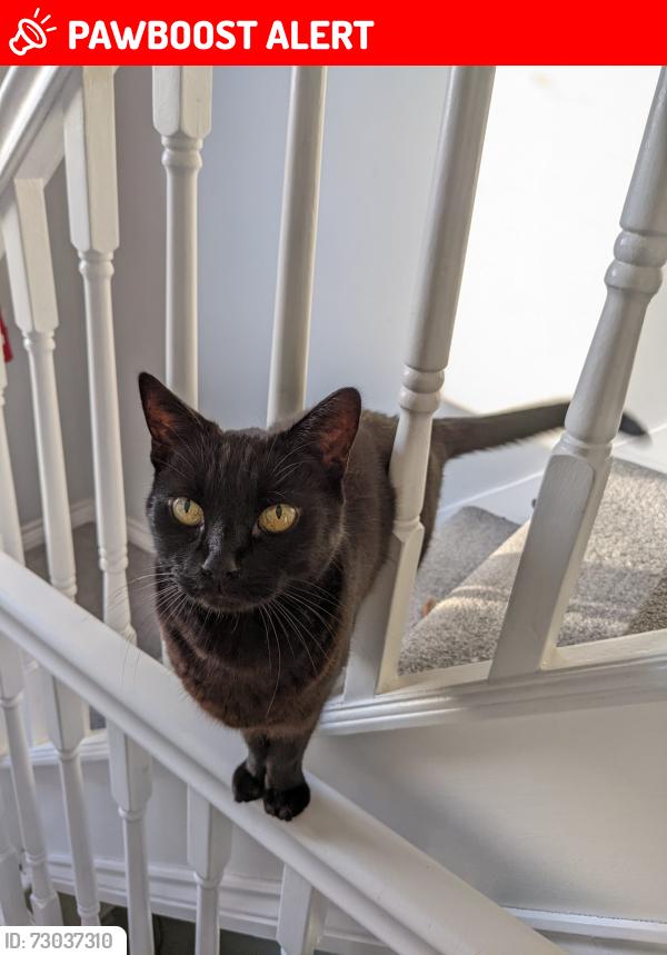 Lost Female Cat last seen Rostherne Road, Goodwood Drive, Ashburton Road, Greater Manchester, England SK3 8RJ