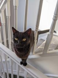 Lost Female Cat last seen Rostherne Road, Goodwood Drive, Ashburton Road, Greater Manchester, England SK3 8RJ