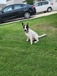 Found/Stray Male Dog last seen Winding Brooks community, San Antonio, TX 78253
