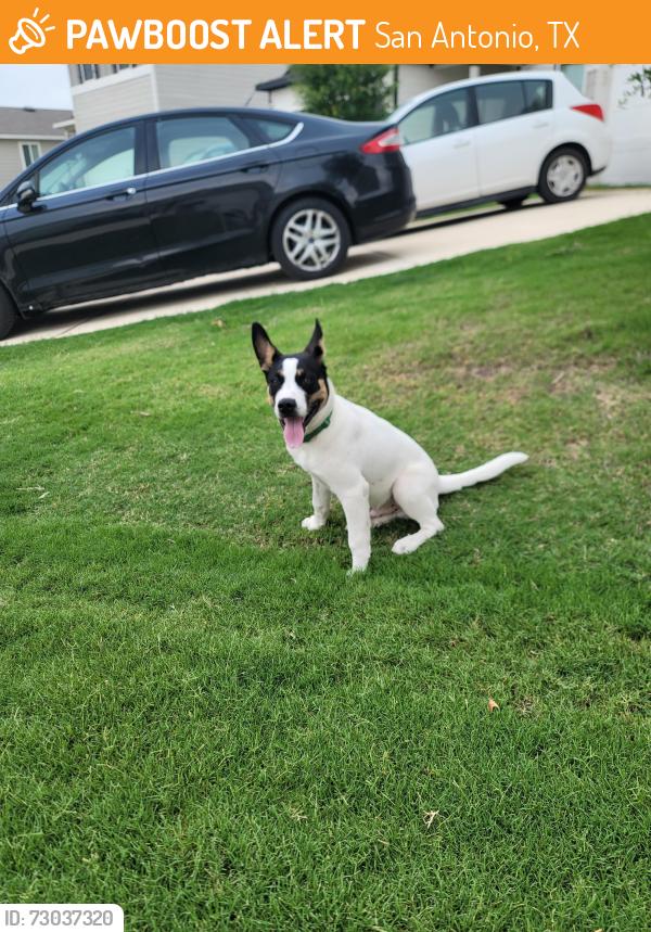 Found/Stray Male Dog last seen Winding Brooks community, San Antonio, TX 78253