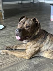 Found/Stray Male Dog last seen Near Vista and Allen Genoa, South Houston, TX 77587