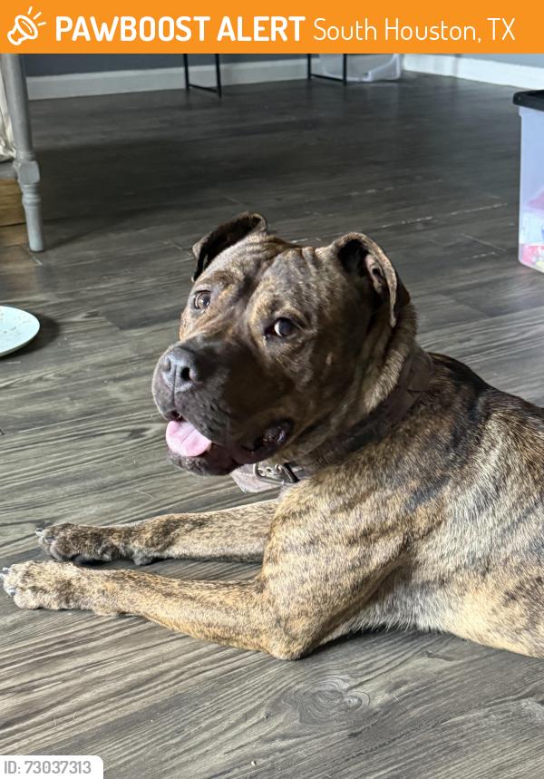 Found/Stray Male Dog last seen Near Vista and Allen Genoa, South Houston, TX 77587