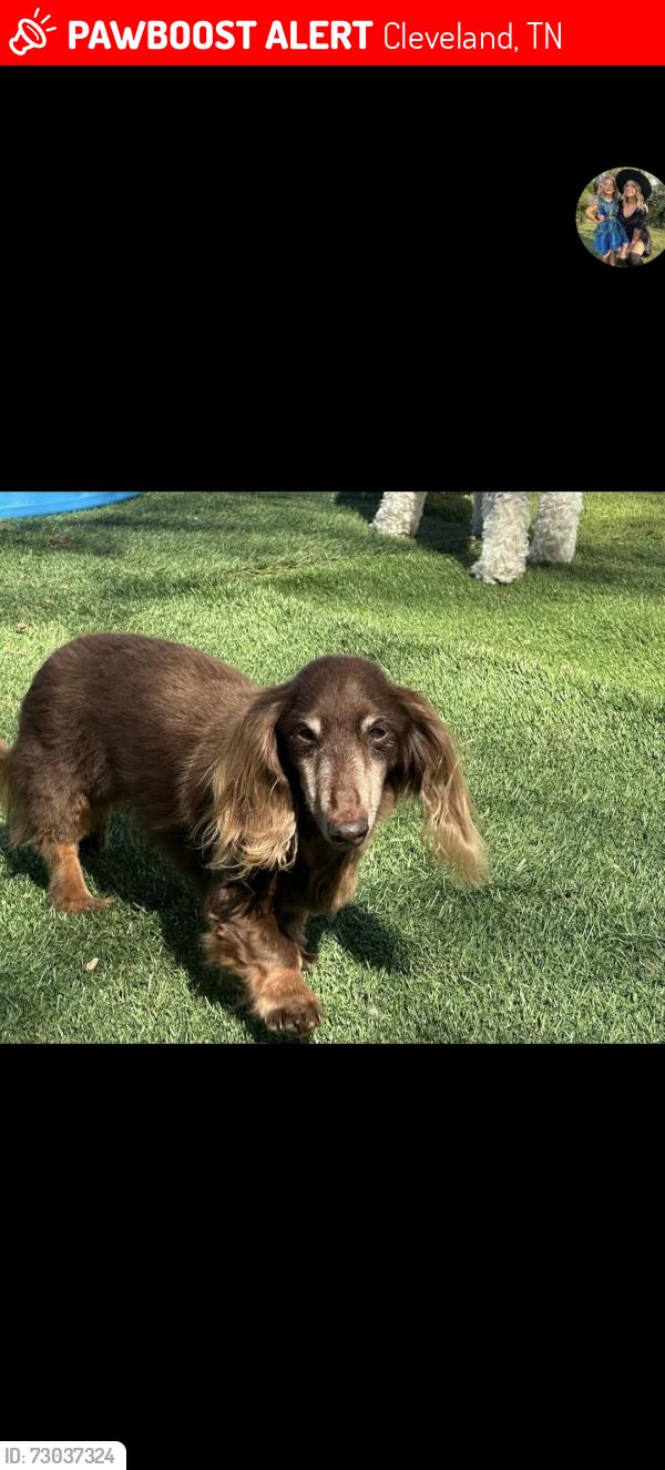 Lost Male Dog last seen Ridgeview drive , Cleveland, TN 37311
